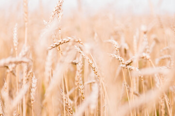Fototapeta premium Wheat field background. Autumn time. Selective focus.