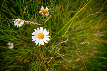 Top view of a daisy wild flower in the English coutnryside