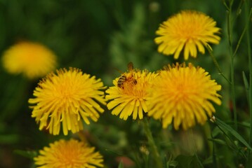 yellow dandelion flower. bee collecting pollen