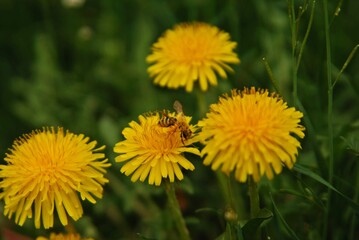 yellow dandelion flower. bee collecting pollen