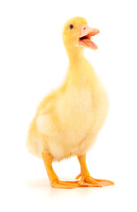 Little cute duckling.