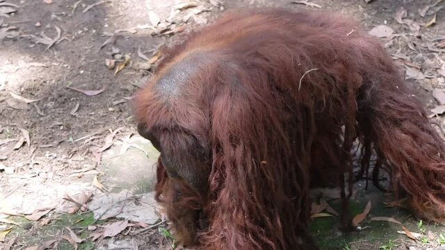 Orangutan or gorilla is looking for food in a zoo. This species is closest to humans in appearance and intelligence and has a life expectancy of up to 60 years