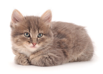 Little gray lying kitten.