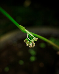photo shoots of flowers that will bloom into beautiful.