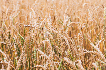 Wheat field background. Autumn time. Selective focus.