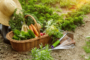 Fototapeta premium a corf full with vegetables in the garden
