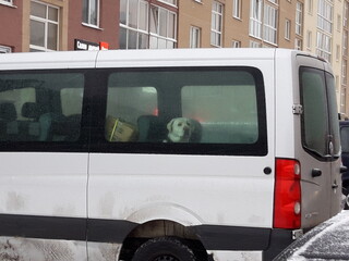 A dog missing in the car