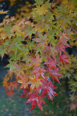 maple leaves in autumn rain / 秋雨に濡れるモミジの葉（色づき始め）