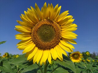 Fototapeta premium Yellow field of beautiful sunflowers