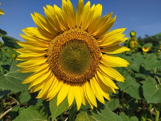 Naklejka premium Yellow field of beautiful sunflowers