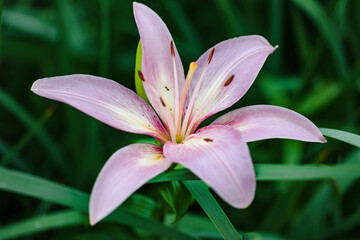 the pink lily section of the garden at dawn