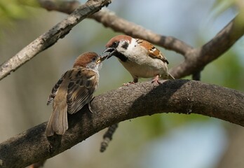 スズメ　親子
