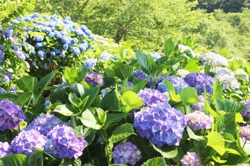 flowers in the garden