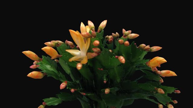 Time-lapse of growing and blooming orange Christmas cactus (Schlumbergera) 1b1 in PNG+ format with ALPHA transparency channel isolated on black background
