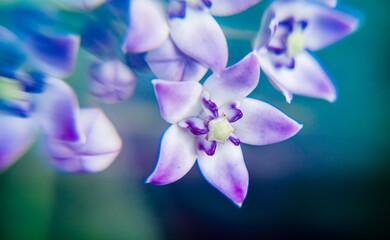 Calotropis also known as akda flower
