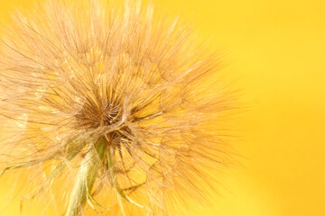 Dandelion inflorescences close-up on a bright yellow background-the concept of summer vacation and good mood.