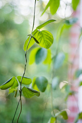 Soybeans in pods growing along a string