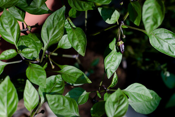 Close up of  buds and purple fruit on chili plant, Black Scorpion Tongue