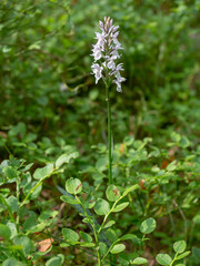 Orchis spotted - a medicinal plant of the orchid family
