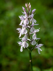 Orchis spotted - a medicinal plant of the orchid family