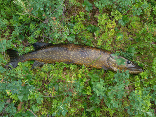 Big fresh pike caught while fishing