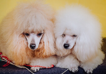 portrait background, portrait, adorable, animal, animals, beast, beautiful, best friend, breed, brown, canine, cap, chocolate, cream, curly, cute, cute animals, dog, dog portrait, doggie, doggy, dogs,