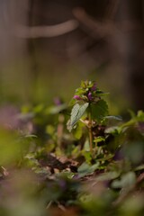 Lamium purpureum in the forest. medicinal herb in spring season