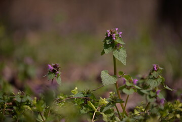 Lamium purpureum in the forest. medicinal herb in spring season
