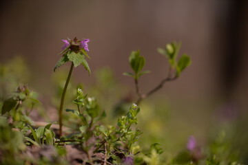 Lamium purpureum in the forest. medicinal herb in spring season