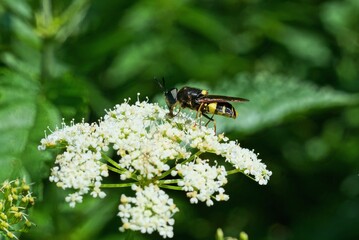 one big striped fly sits on a white flower of a wild plant on a green background in nature