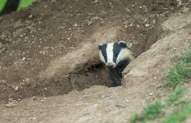 Badger (Scientific name: Meles meles) Close up of a wild, European badger with muddy nose, in natural habitat, emerging from a badger sett.  Facing forward.  Horizontal.  Space for copy. © Moorland Roamer