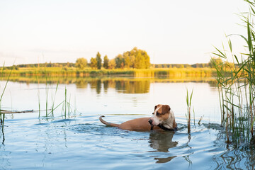 Dog enjoys staying in the clean lake in summer. Active pets, swimming dogs, physical activity concepts