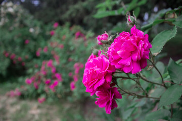 Delicate rose in the garden gives joy and admiration