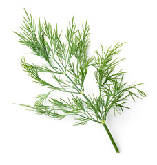 fresh dill leaves