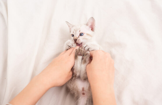 happy lovely cat. Cute kitten in hands of woman. girl is playing with hands with nice kitten. white fluffy kitten on bed. take care of small kitten. friendship between human and pet. just have fun