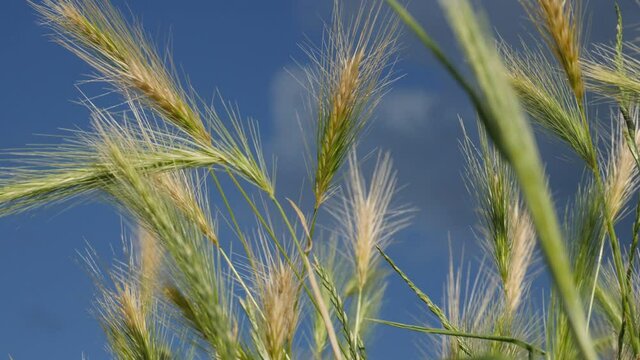 ears of wheat in the wind smooth moving and the wind is playing with this weat behind the blue sky is watching as slowmotion 4k fhd
