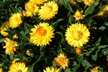 Strohblumen