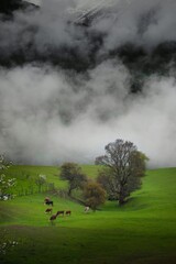 Mountain green hill valley village view. Mountain village landscape. Savsat/Artvin/Turkey