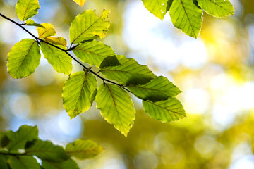 Close up of bright vibrant yellow leaves on a tree branches in autumn park. Detail of fall forest foliage.