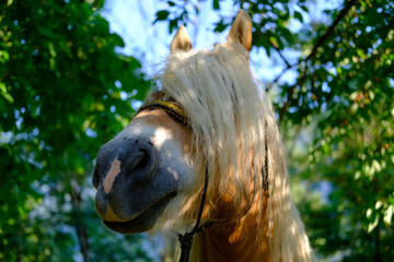 Horse close up