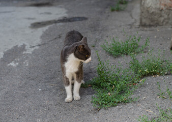 A street cat is walking. Spotted cat on the street. Yard cat.