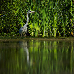 Grey Heron while hunting for fish in water. Her Latin name is Ardea cinerea.