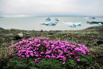 Flowers in Iceland