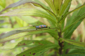 larva of ladybug is taking a feces on a green leaf. Sideways.