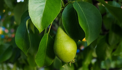 photo of a green pear