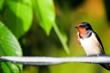 Swallow bird on wire