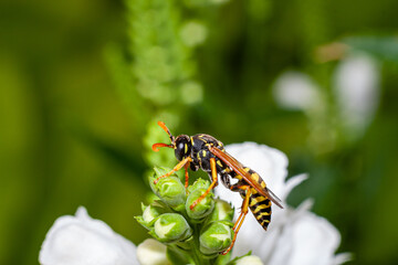 Bee pollination in spring time