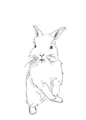 hand drawing line art of small easter rabbit 