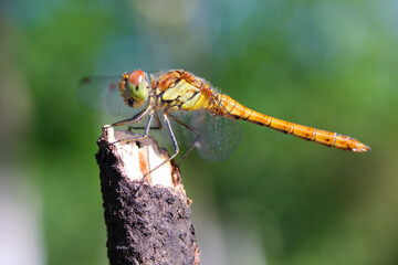 Dragon fly resting
