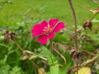 Zinnia flower in the garden. It&nbsp;is a&nbsp;genus&nbsp;of plants of the&nbsp;sunflower tribe&nbsp;within the&nbsp;daisy family. It is an annual plant. Zinnias may be white, chartreuse, yellow, orange, red,purple, or lilac. 